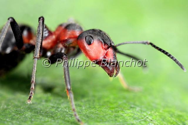 fourmi rousse.JPG - in "Tête à tête avec les insectes" ed. Seuil JeunesseFormica rufaFourmi rousseEuropean Red Wood AntHymenoptera, FormicidaeFrance